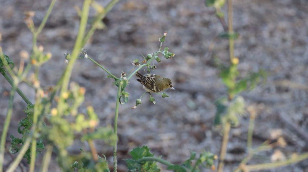 A small bird on a plant

Description automatically generated