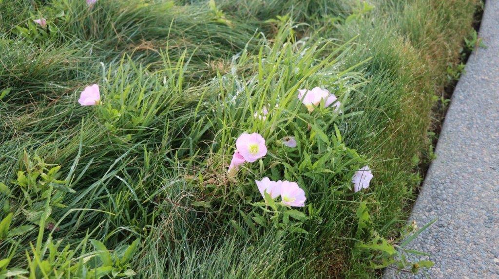 A group of flowers growing in grass

Description automatically generated