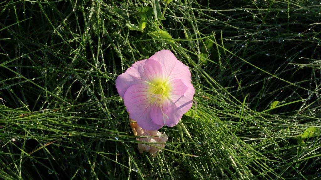 A pink flower in the grass

Description automatically generated