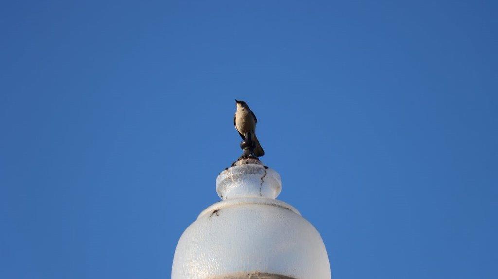 A bird on top of a light

Description automatically generated