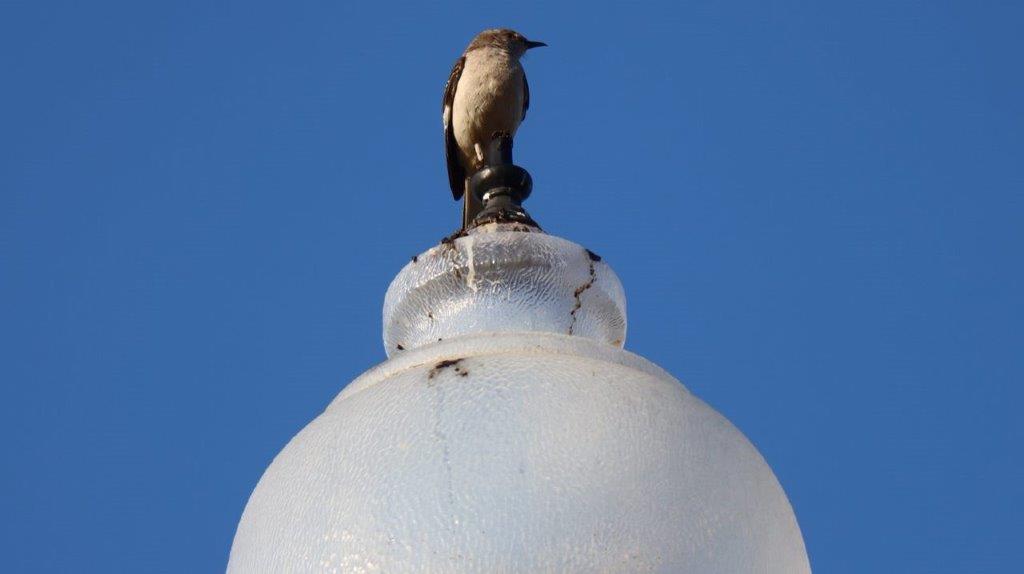 A bird perched on top of a lamp post

Description automatically generated