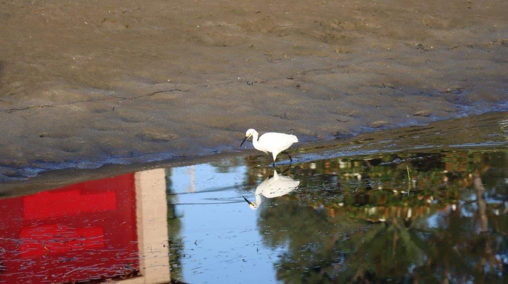 A bird walking on a puddle

Description automatically generated