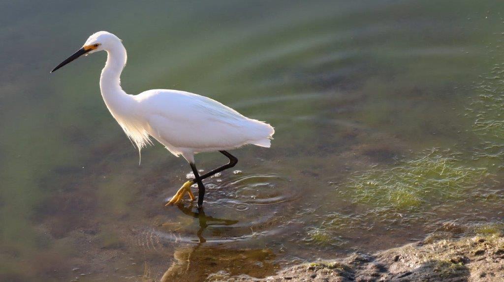 A white bird standing in water

Description automatically generated