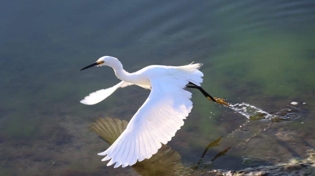 A white bird flying over water

Description automatically generated