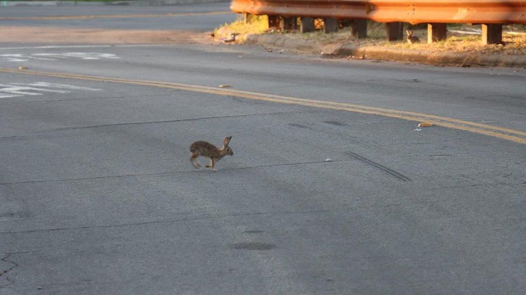 A rabbit crossing the road

Description automatically generated