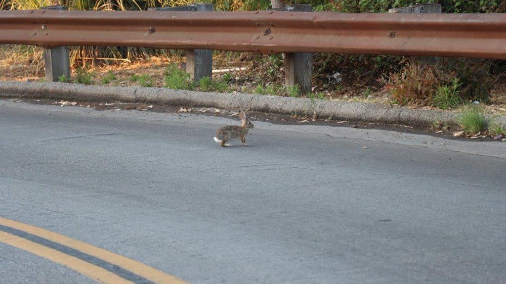 A rabbit on the road

Description automatically generated