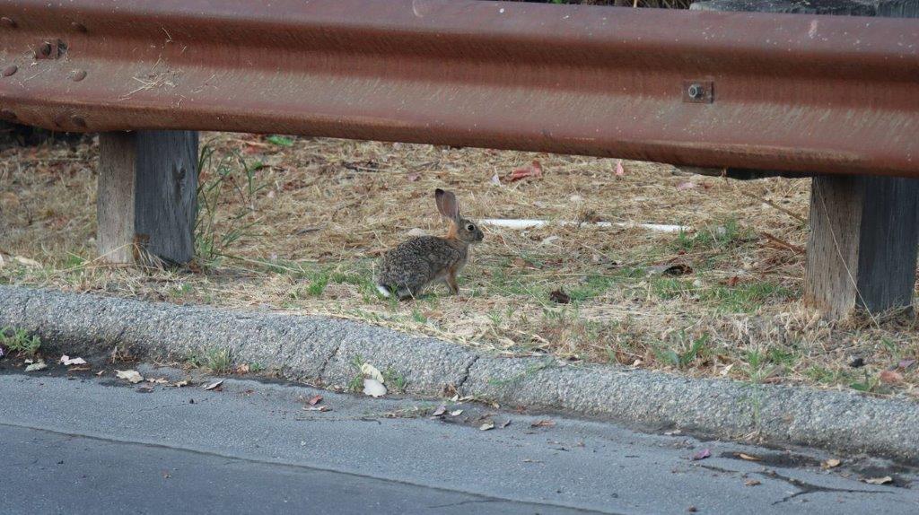 A rabbit standing on the side of a road

Description automatically generated