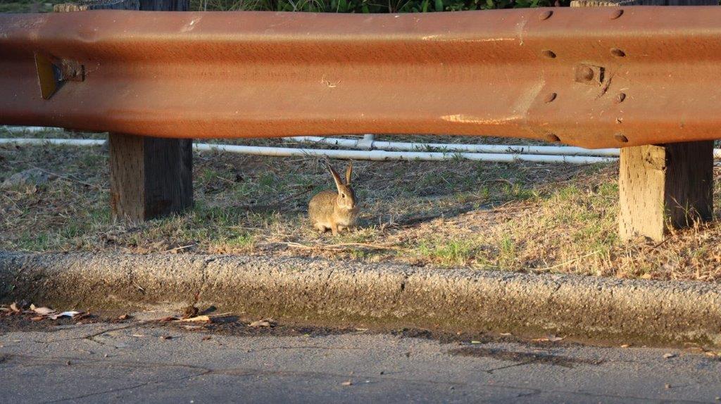 A rabbit sitting under a metal beam

Description automatically generated