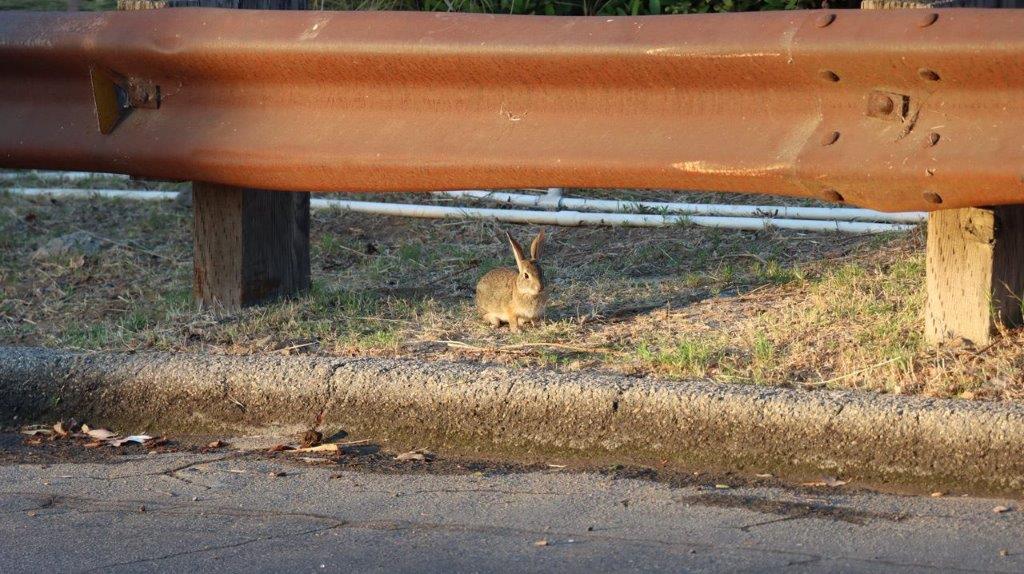 A rabbit sitting under a metal rail

Description automatically generated