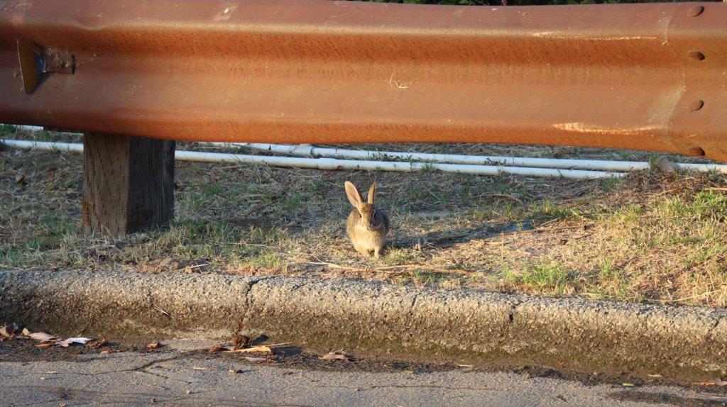 A rabbit under a rail

Description automatically generated