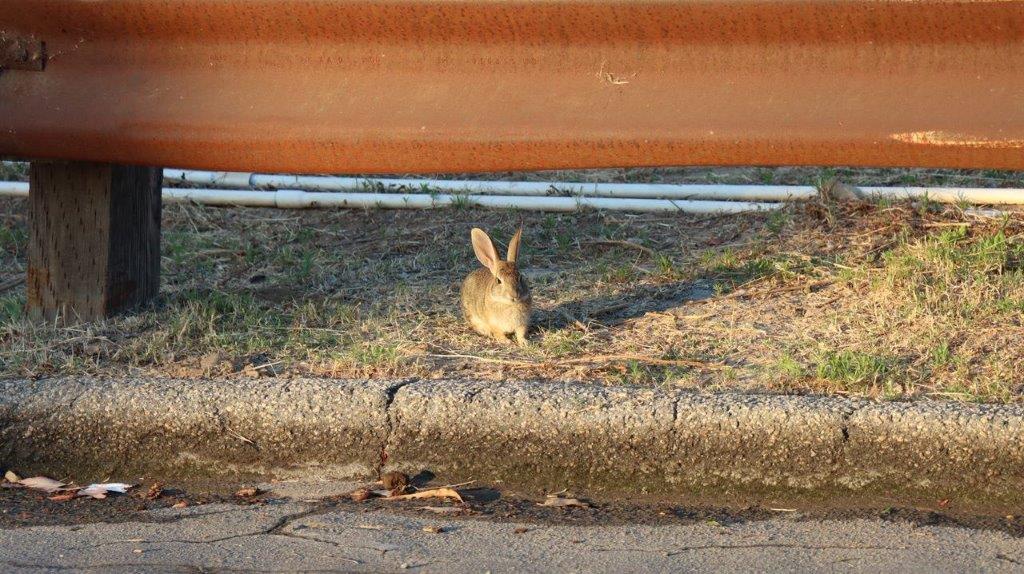 A rabbit on the side of the road

Description automatically generated