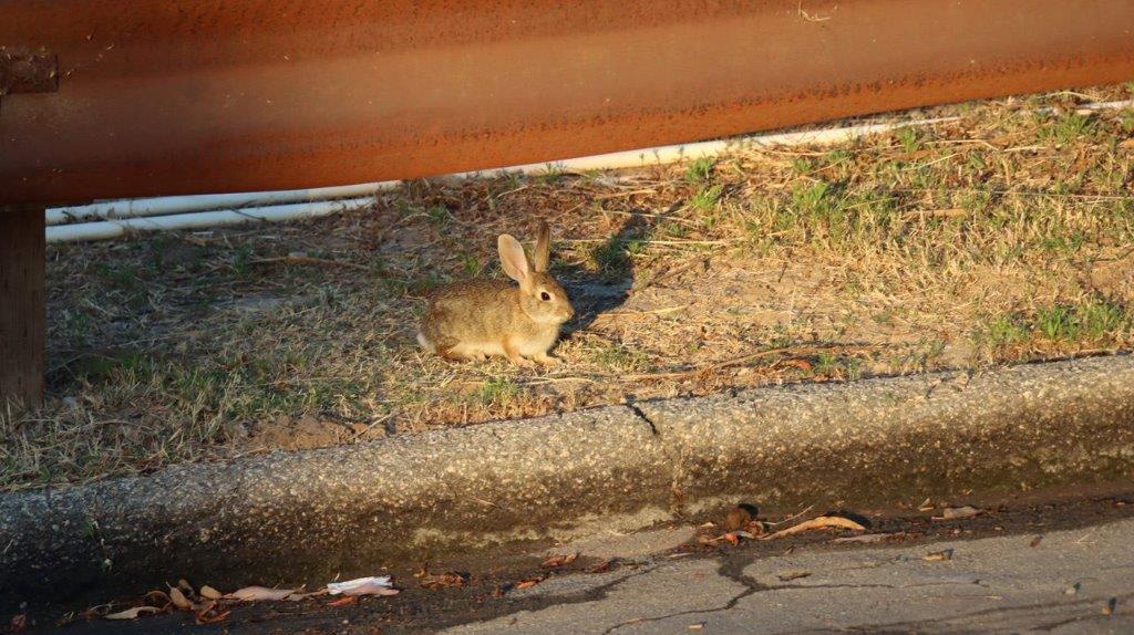 A rabbit sitting on the side of a road

Description automatically generated