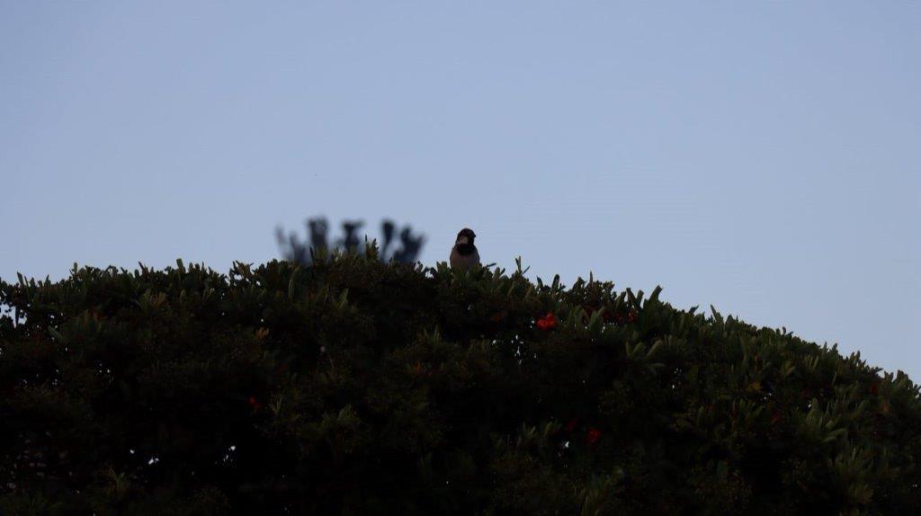 A bird on top of a tree

Description automatically generated