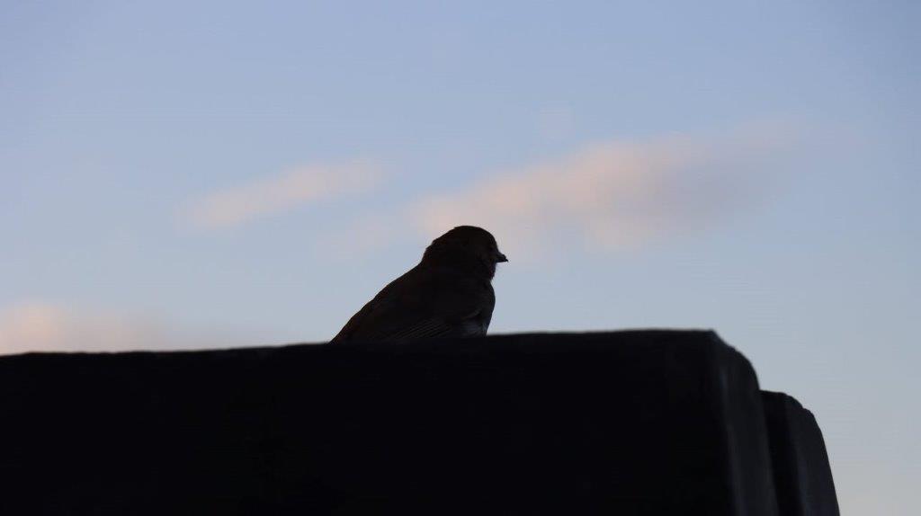 A bird sitting on a ledge

Description automatically generated