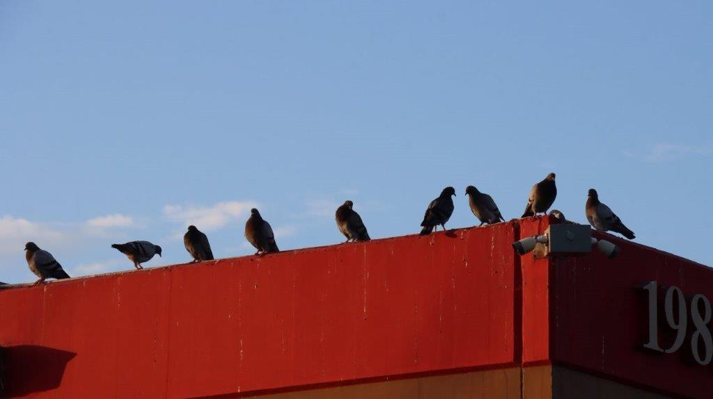A group of birds sitting on a red wall

Description automatically generated