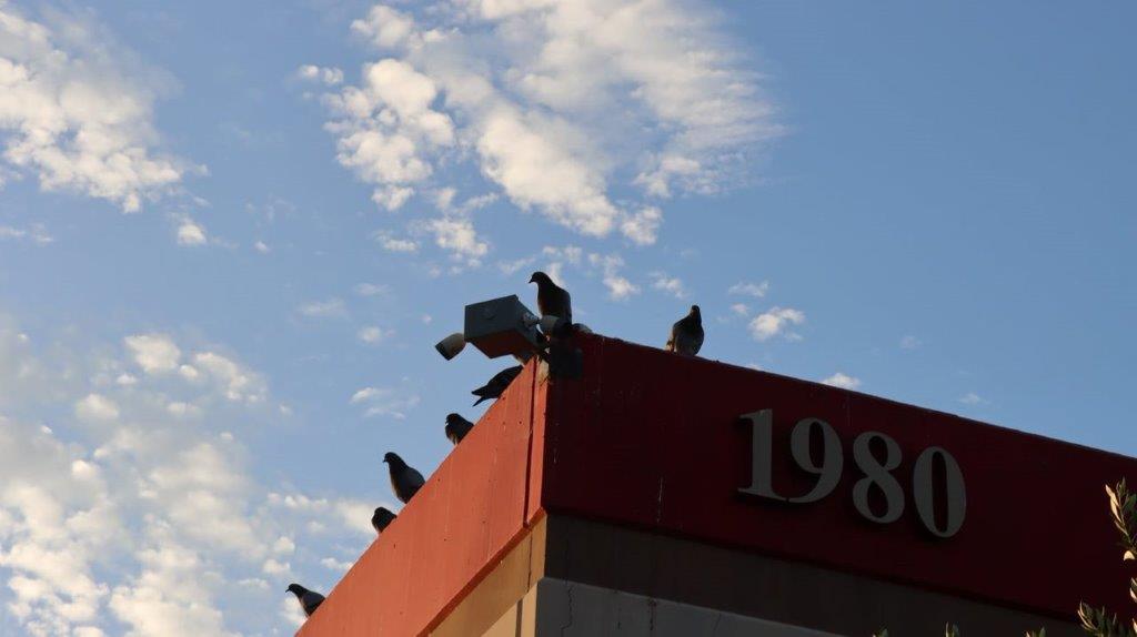Birds on top of a building

Description automatically generated