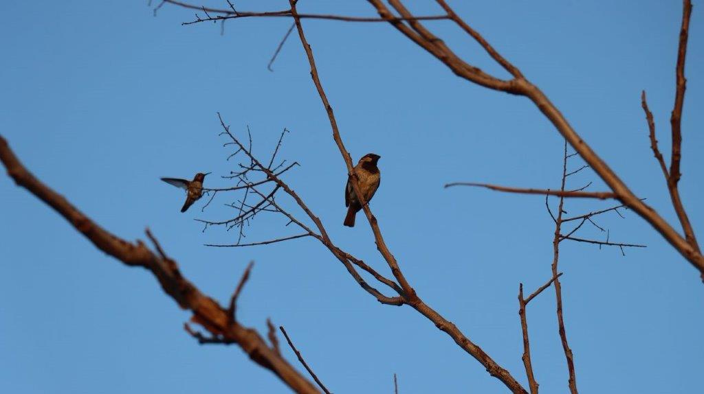 Birds on a tree branch

Description automatically generated