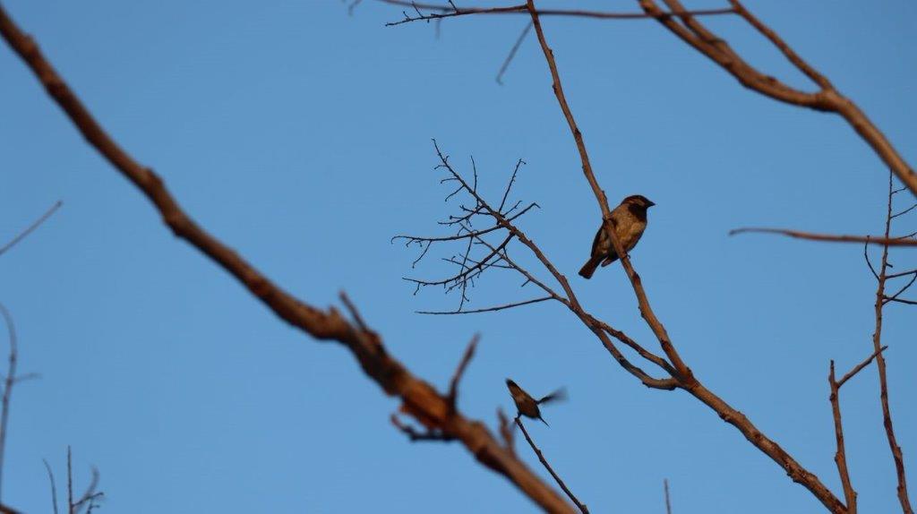 A bird on a tree branch

Description automatically generated