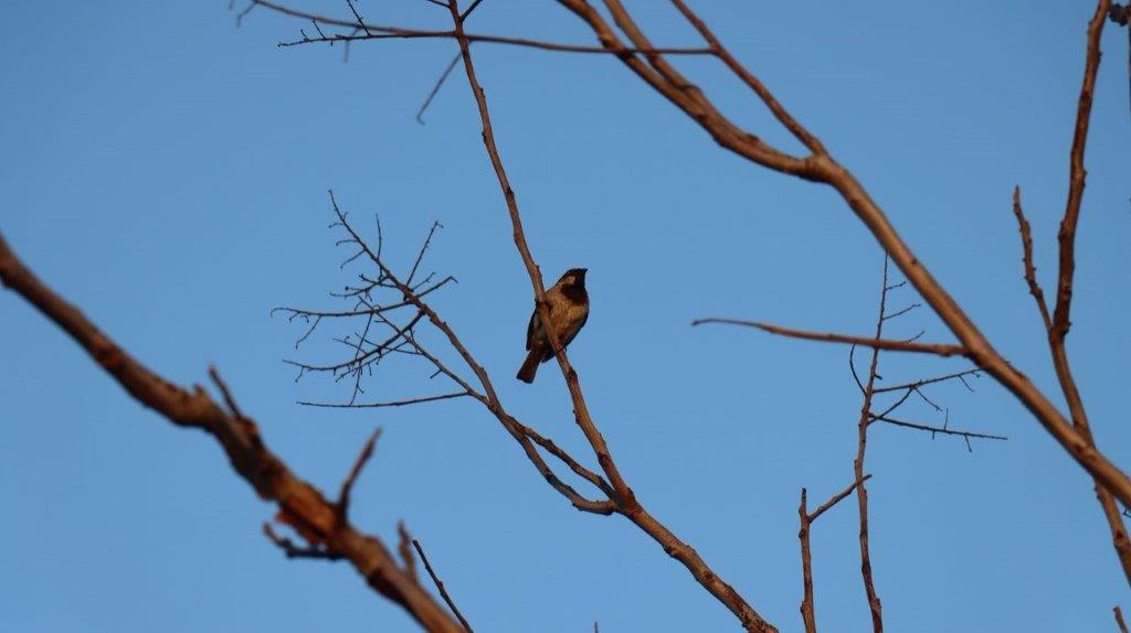 A bird perched on a branch

Description automatically generated