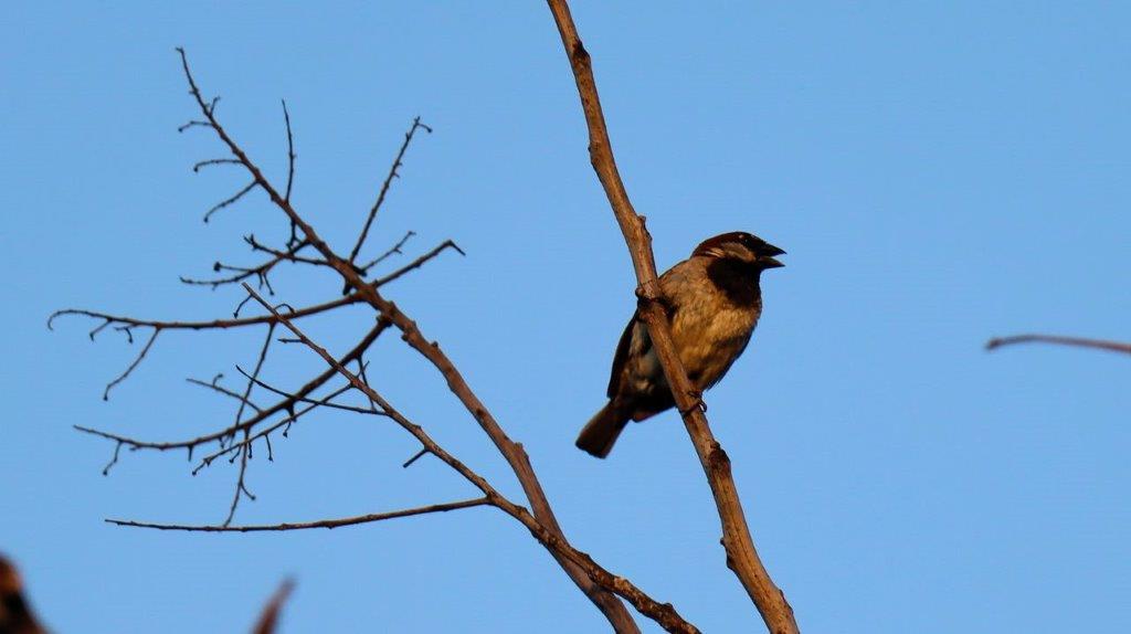 A bird perched on a branch

Description automatically generated