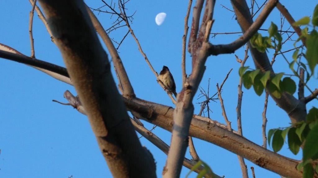 A bird sitting on a tree branch

Description automatically generated