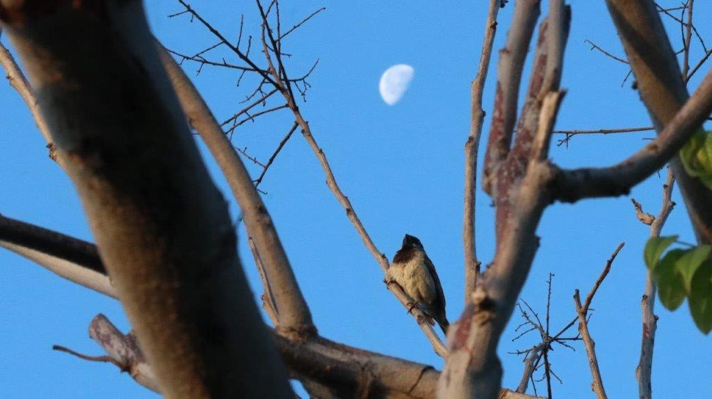 A bird sitting on a tree branch

Description automatically generated