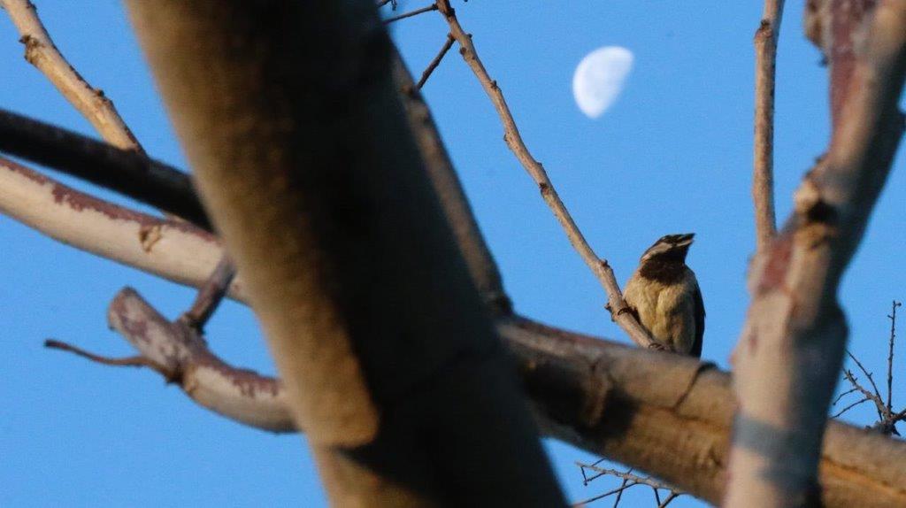 A bird on a tree branch

Description automatically generated