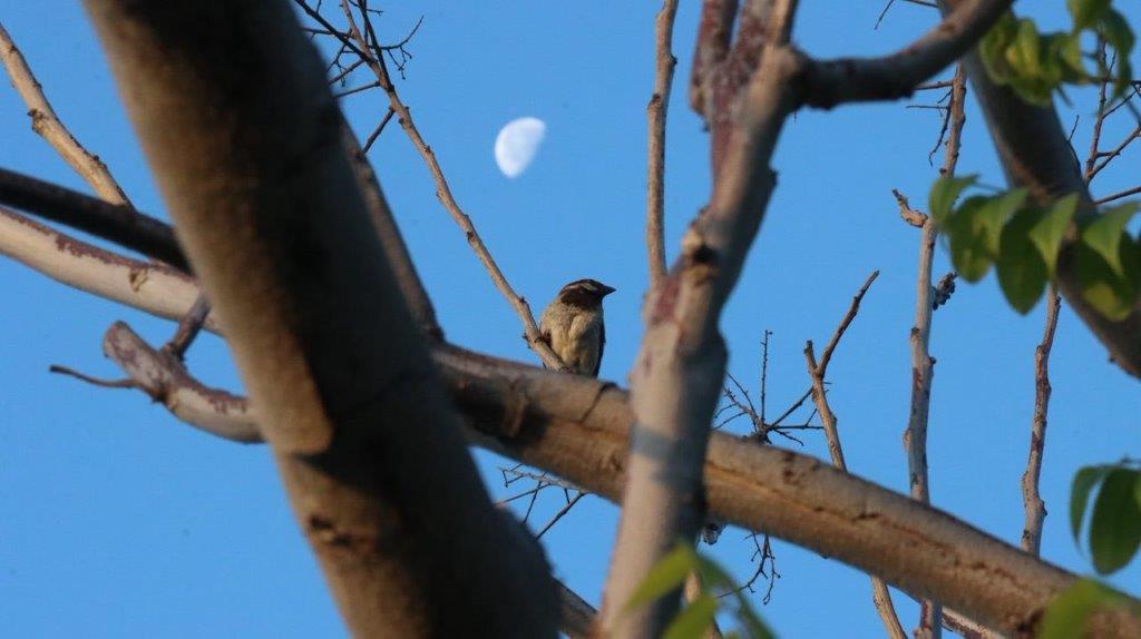 A bird on a tree branch

Description automatically generated