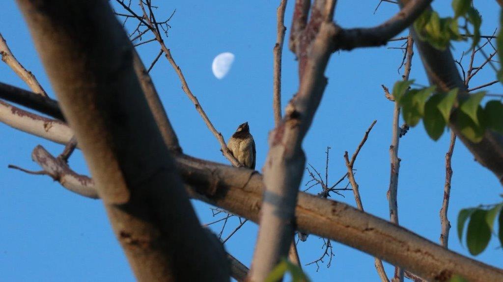 A bird sitting on a tree branch

Description automatically generated