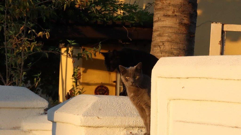 A cat standing on a wall

Description automatically generated