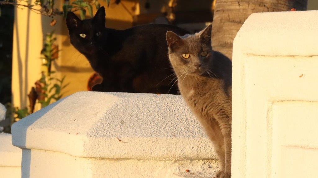 A couple of cats standing on a white surface

Description automatically generated