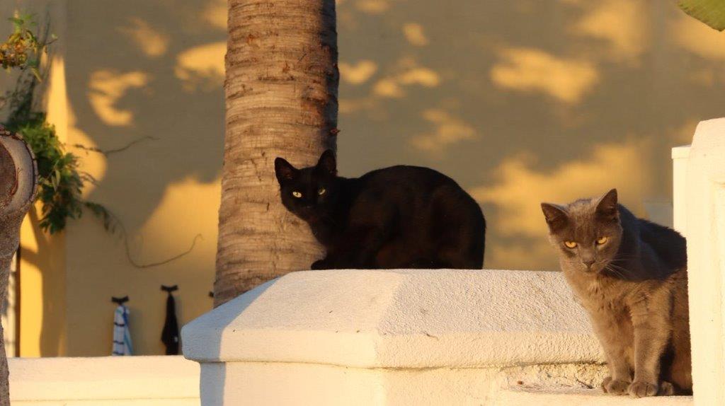 A black cat sitting on a white pillar

Description automatically generated