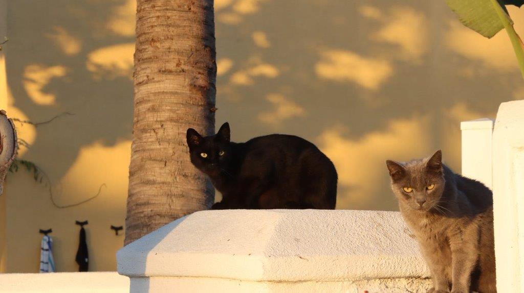 A group of cats sitting on a pillar

Description automatically generated