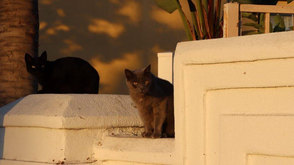 A cat sitting on a ledge

Description automatically generated