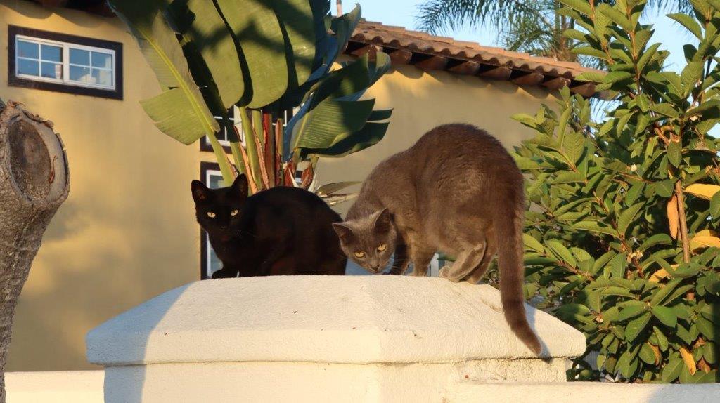 A group of cats on a wall

Description automatically generated