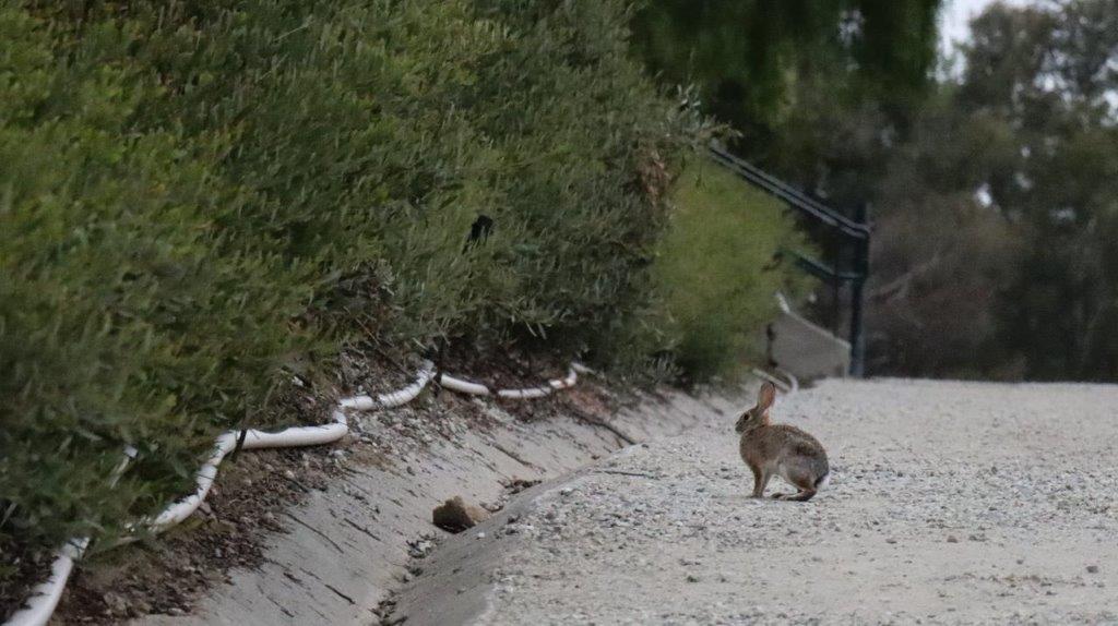 A rabbit on a road

Description automatically generated