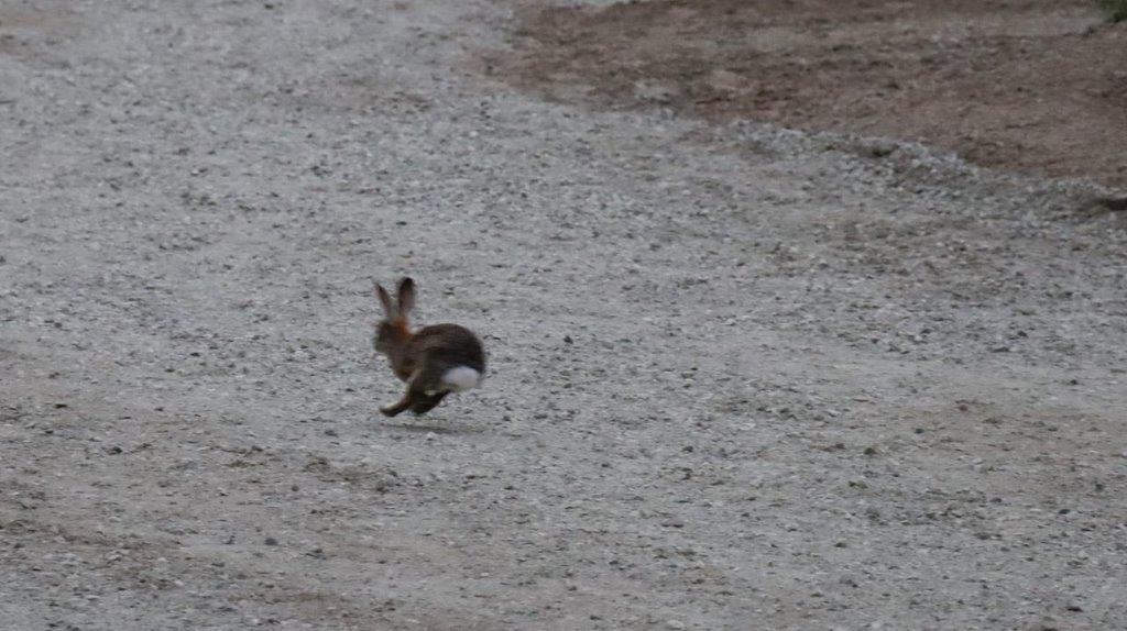 A rabbit running on a dirt road

Description automatically generated