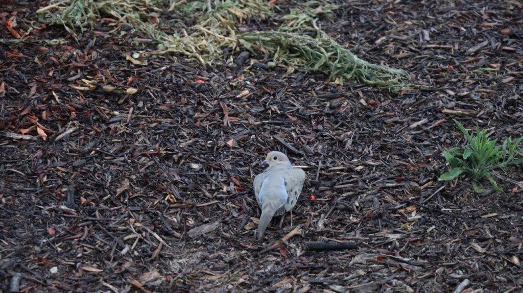 A bird on the ground

Description automatically generated