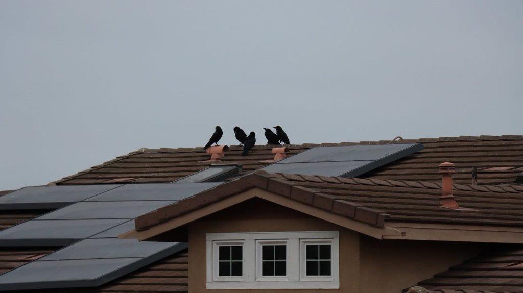 A group of birds on a roof

Description automatically generated