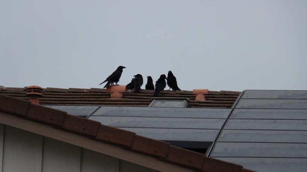 A group of birds on a roof

Description automatically generated