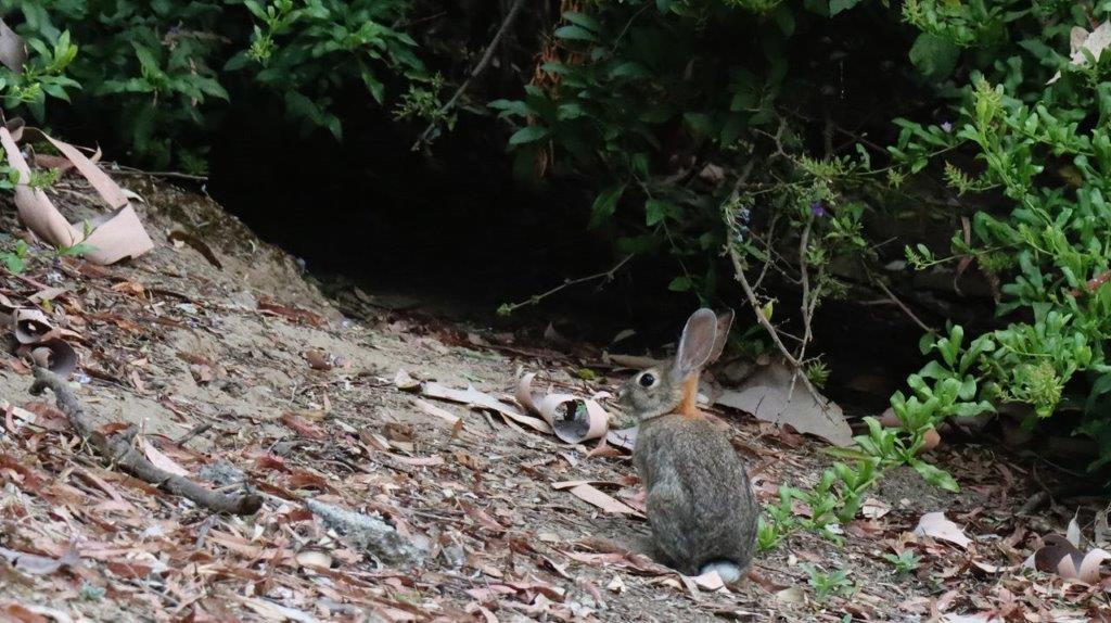 A rabbit sitting on the ground

Description automatically generated