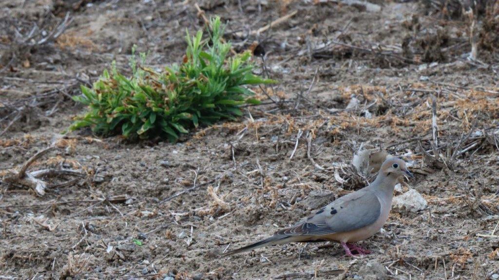 A bird standing on the ground

Description automatically generated