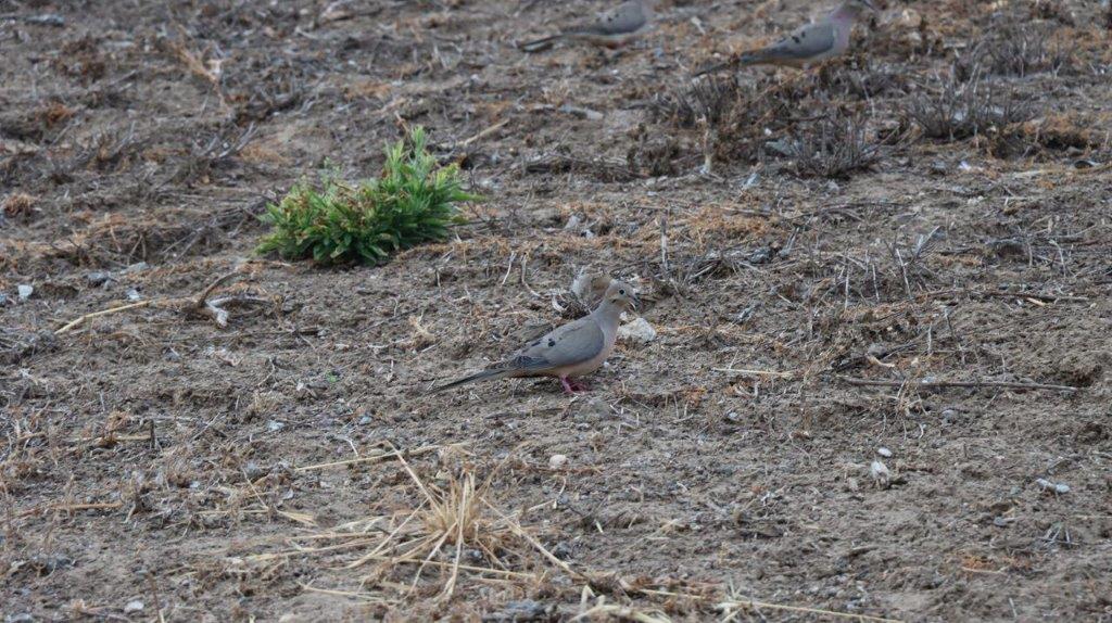 A bird standing on the ground

Description automatically generated