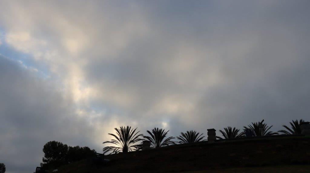 A group of palm trees in the sky

Description automatically generated