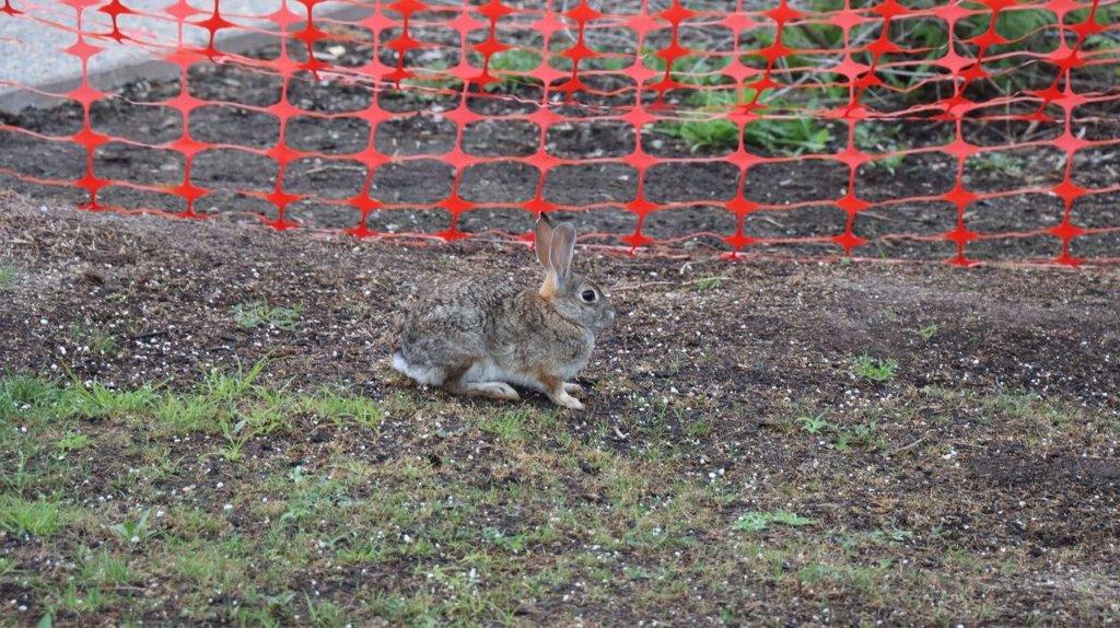 A rabbit sitting in the dirt

Description automatically generated