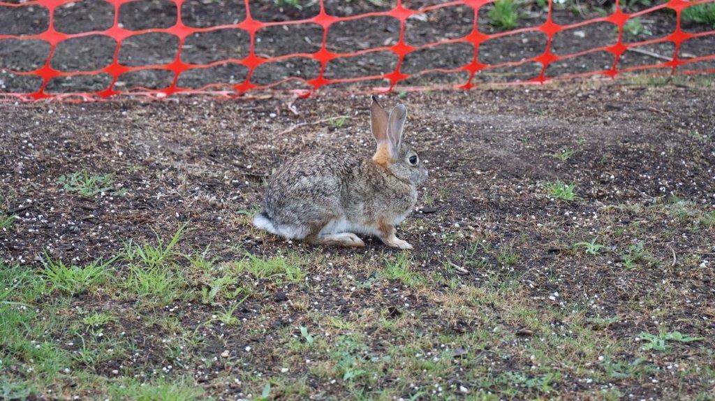 A rabbit sitting on the ground

Description automatically generated