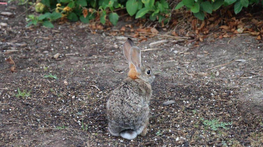 A rabbit sitting on the ground

Description automatically generated