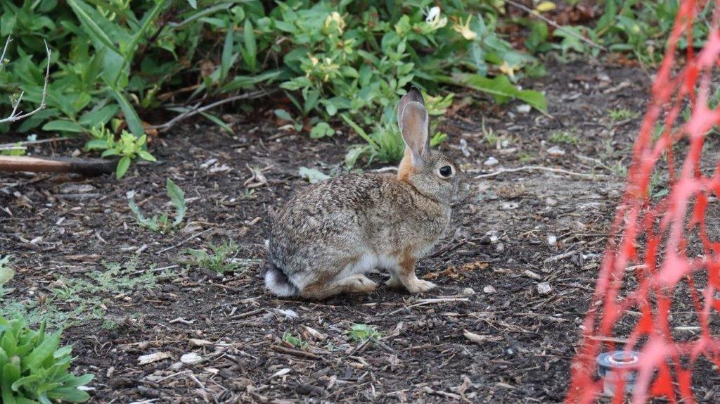 A rabbit on the ground

Description automatically generated