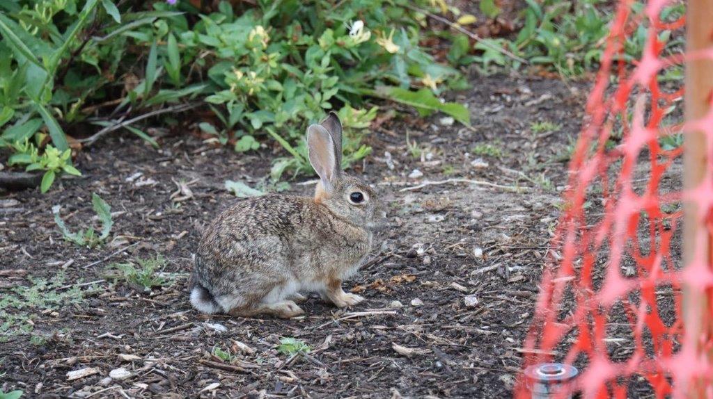 A rabbit sitting on the ground

Description automatically generated