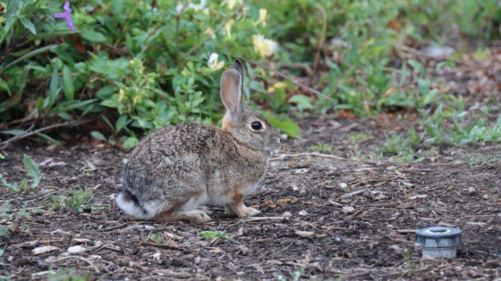 A rabbit sitting on the ground

Description automatically generated